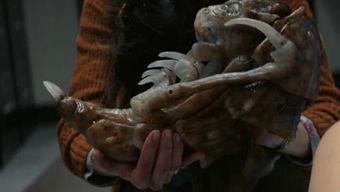 鸭王西瓜在线观看影片,网络奇遇,笑料横生的视觉盛宴 第1张 鸭王西瓜在线观看影片,网络奇遇,笑料横生的视觉盛宴 第1张